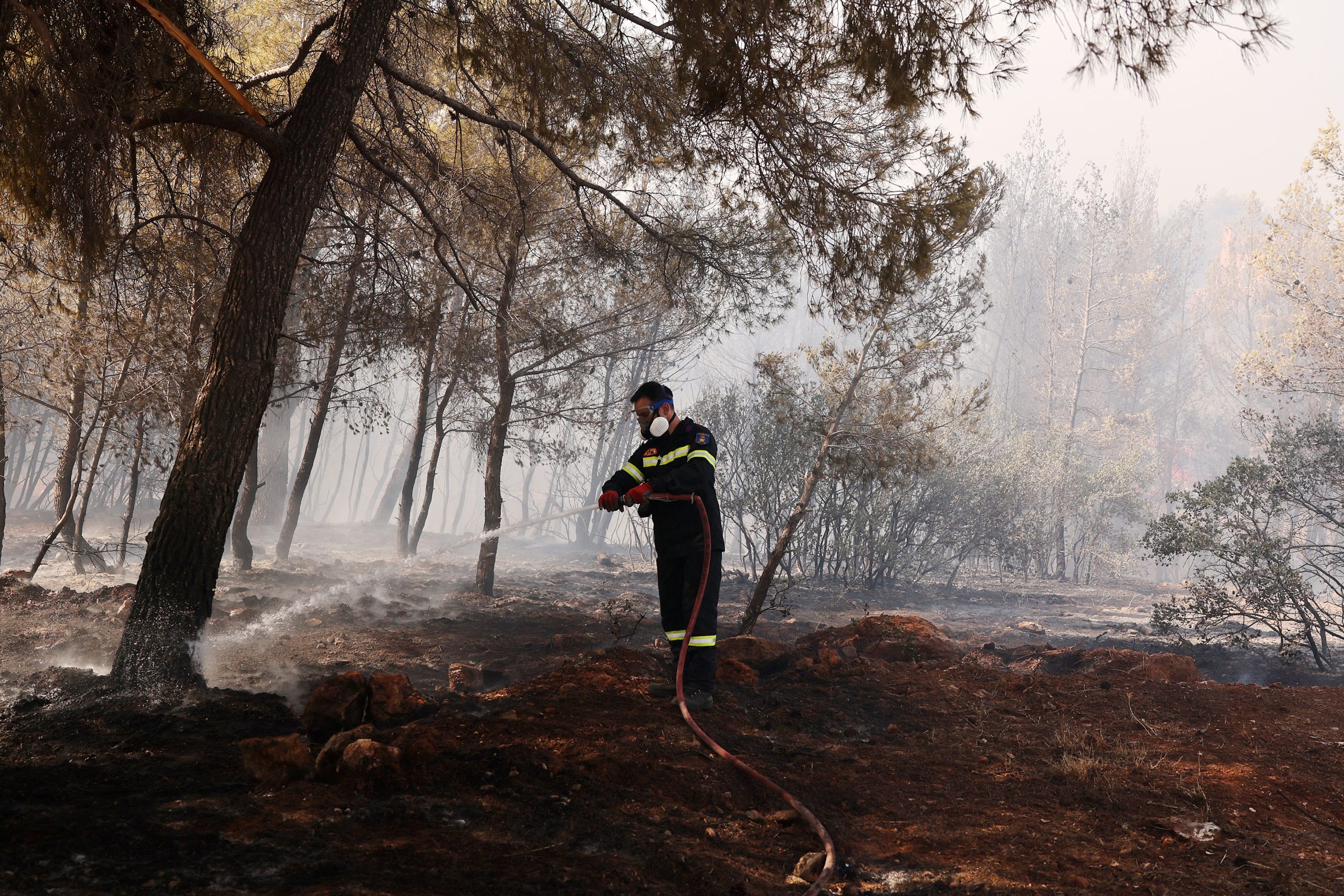 Φωτιά στην Αττική: Πώς μπορoύμε να βοηθήσουμε πυρόπληκτους και ζώα